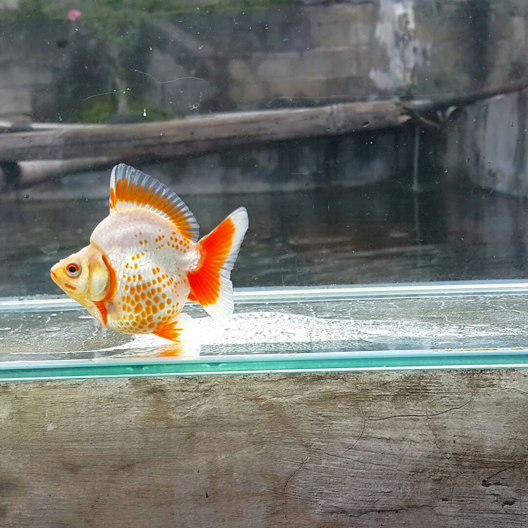 Foto: Salah satu jenis ikan mas koki yang dihasilkan Reza Goldfish/Dok: Pribadi