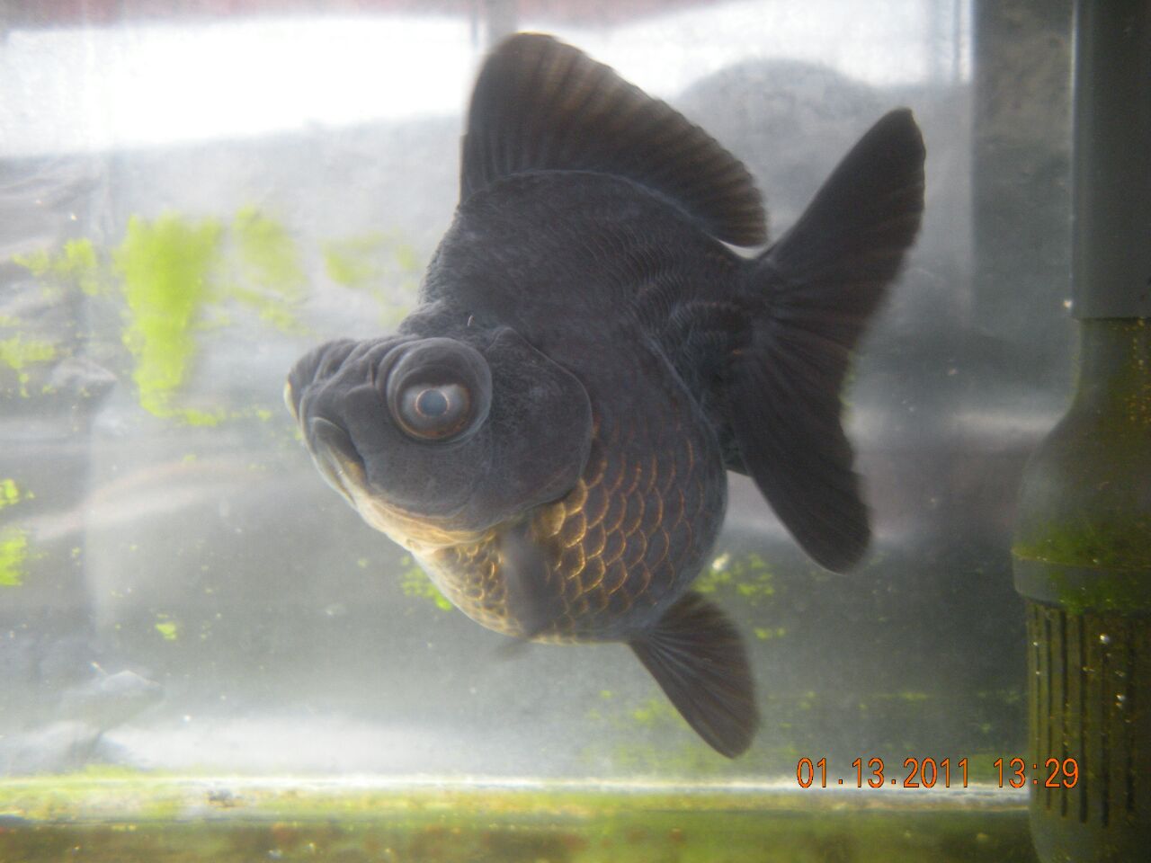 Foto: Salah satu jenis ikan mas koki Demekin yang dihasilkan Reza Goldfish/Dok: Pribadi
