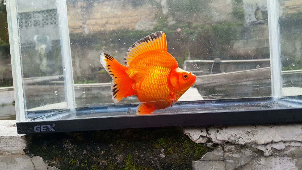 Foto: Salah satu jenis ikan mas koki yang dihasilkan Reza Goldfish/Dok: Pribadi