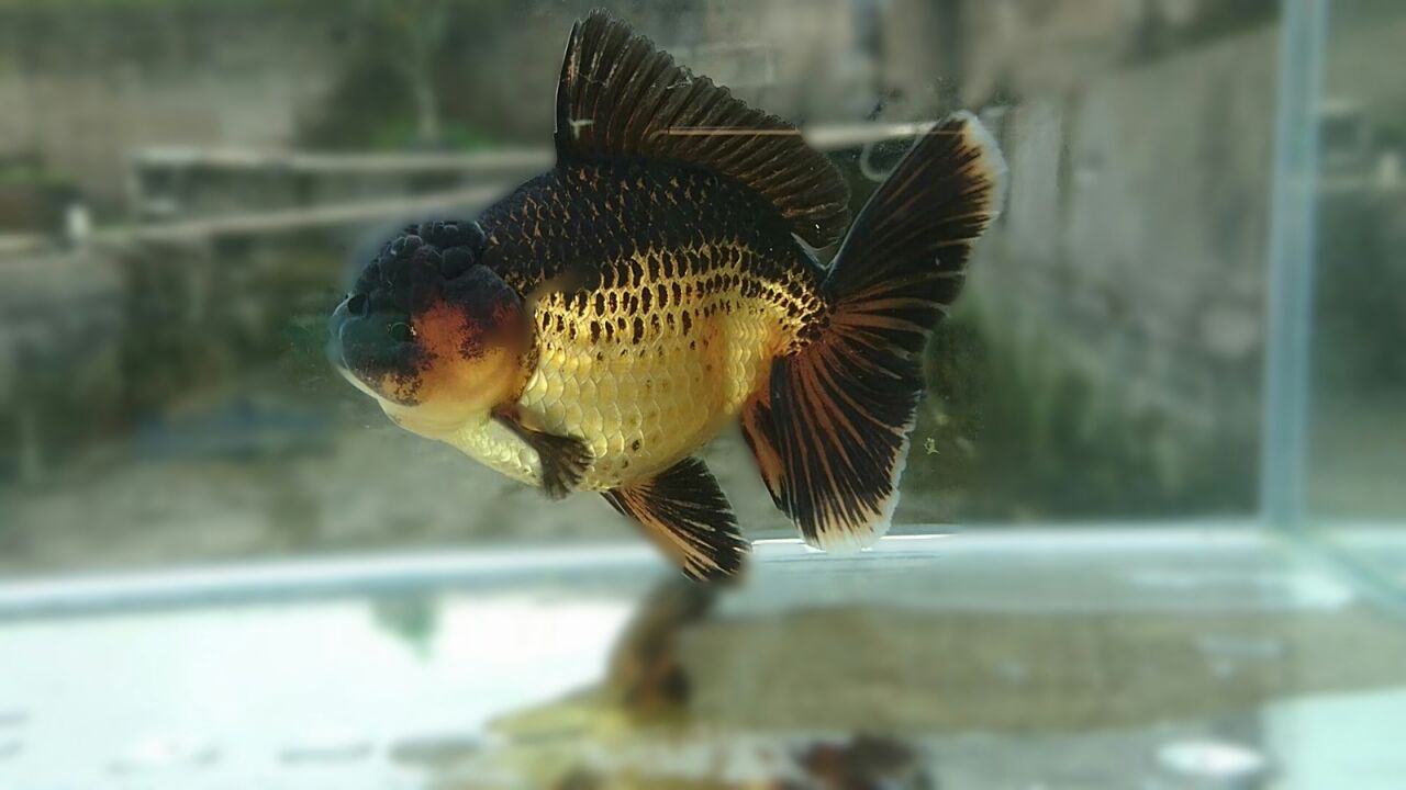 Foto: Salah satu jenis ikan mas koki Oranda yang dihasilkan Reza Goldfish/Dok: Pribadi