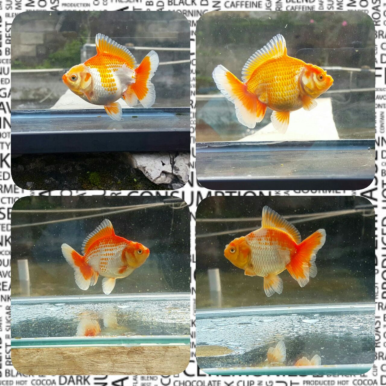 Foto: Berbagai jenis ikan mas koki yang dihasilkan Reza Goldfish/Dok: Pribadi