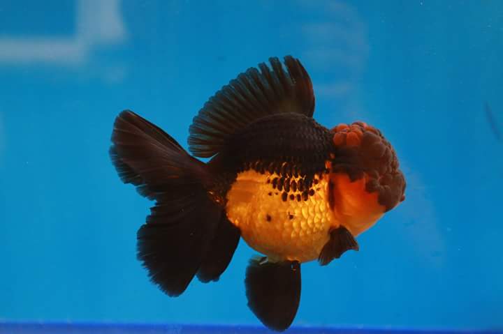 Foto: Salah satu jenis ikan mas koki yang dihasilkan Reza Goldfish/Dok: Pribadi